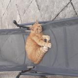 Foto del gato perdido en Royan