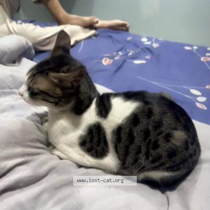 Foto 1/1 Babu Chat perdido en Jhansi