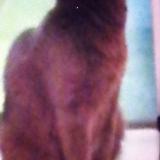 Foto del gato perdido en Marseille