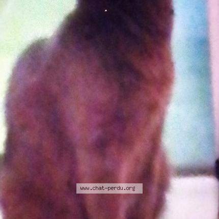 Foto 1/1 Pimpi Chat perdido en Marseille