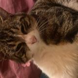 Foto del gato perdido en Plan Les Ouates