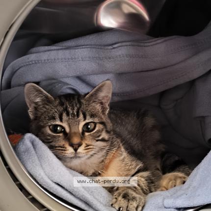 Foto 1/1 mimine Chat perdido en Beuvry france