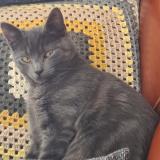 Foto del gato perdido en Limay