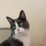 Foto del gato perdido en Saint Laurent Sur Manoir