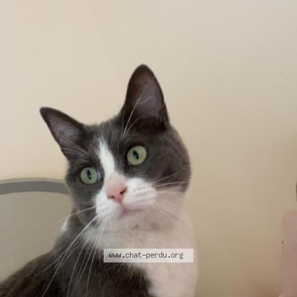 Foto 1/1 Merkel Chat perdido en Saint laurent sur manoir