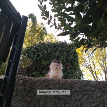 Foto 1/1 Gato encontrado Encontrado en St bres