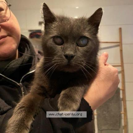 Foto 1/1 Gato encontrado Encontrado en Wattrelos