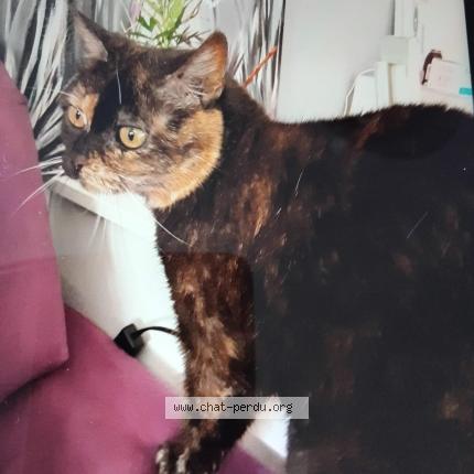 Foto 1/1 Sophie Colin Chat perdido en Niort