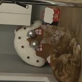 Foto del gato perdido en Lambersart