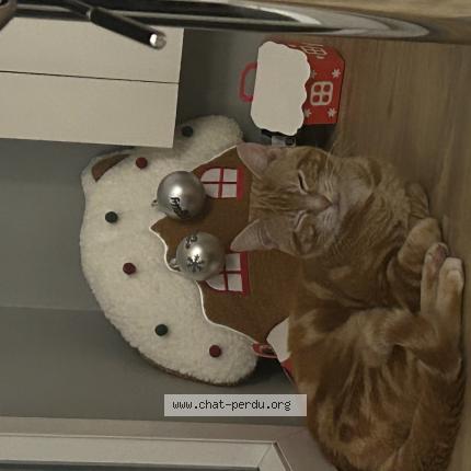 Foto 1/1 A&iuml;ko Chat perdido en Lambersart