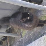 Foto de gato encontrado en Sete