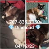 Foto del gato perdido en Santa Rosa