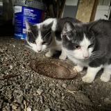 Foto de gato encontrado en La Perouille