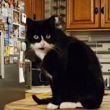 Foto del gato perdido en Champsac