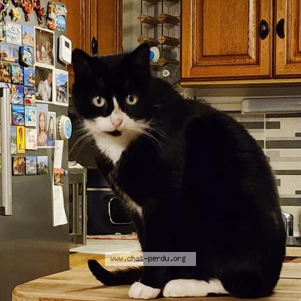 Foto 1/1 Mimi Chat perdido en Champsac