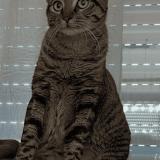 Foto del gato perdido en Sainte Soulle