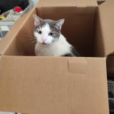 Foto del gato perdido en Theziers