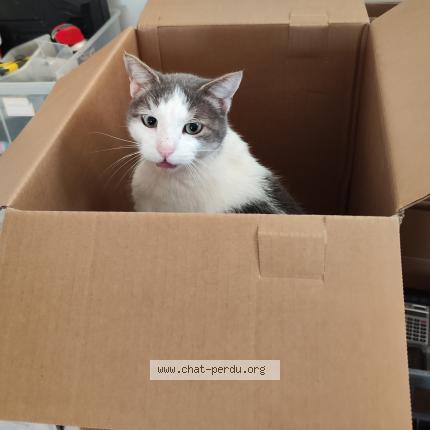 Foto 1/2 Tac Chat perdido en Theziers