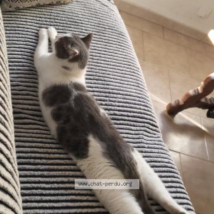 Foto 2/2 Tac Chat perdido en Theziers