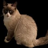 Foto del gato perdido en Chevry