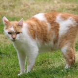 Foto del gato perdido en Saint Lo