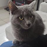 Foto del gato perdido en Saint Esteve