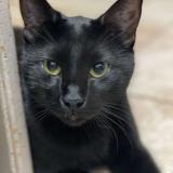 Foto del gato perdido en Clairegoutte