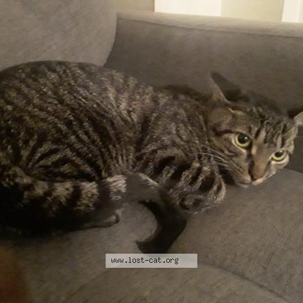 Foto 1/1 Bella Chat perdido en Ajax