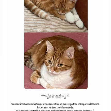 Foto 1/1 Pamuk Chat perdido en Aubervilliers