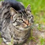 Foto de gato encontrado en Nevers