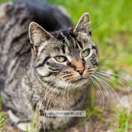 Foto 1/1 Gato encontrado Encontrado en Nevers