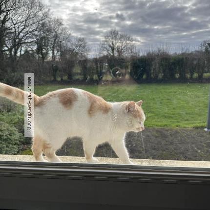 Foto 1/1 Gato encontrado Encontrado en Pedernec