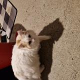 Foto de gato encontrado en Montrelais