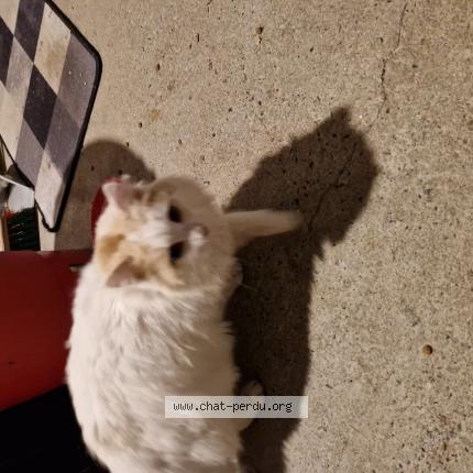 Foto 1/1 Gato encontrado Encontrado en Montrelais