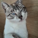 Foto del gato perdido en Janze