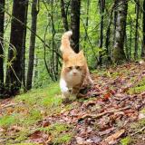 Foto del gato perdido en St Pierre D Entremont