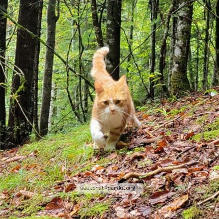 Foto 1/1 Lulu Chat perdido en St pierre d entremont