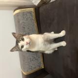 Foto del gato perdido en Le Cannet