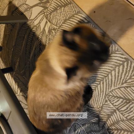 Foto 1/1 Gato encontrado Encontrado en Cannes la bocca