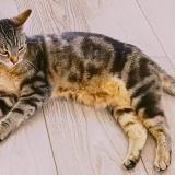 Foto del gato perdido en Sainte Livrade Sur Lot