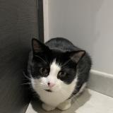 Foto del gato perdido en Dommartin Les Remiremont