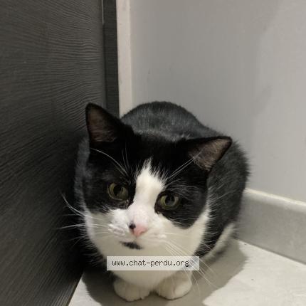 Foto 1/1 Mowgli Chat perdido en Dommartin les remiremont