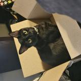 Foto del gato perdido en Powdersville