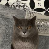 Foto del gato perdido en Strasbourg