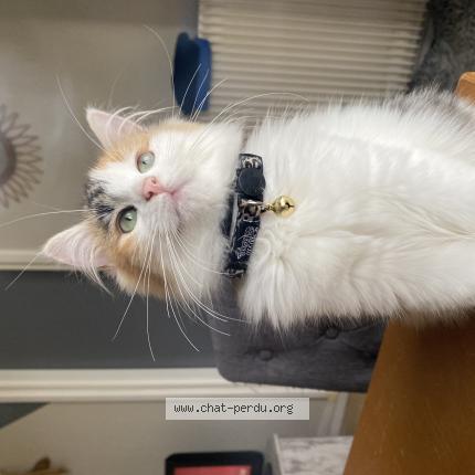 Foto 1/1 Mila Chat perdido en Sainte foy la grande