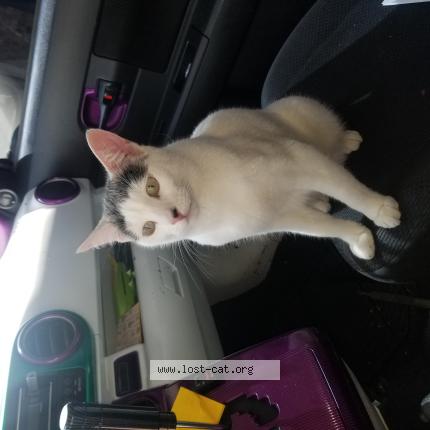 Foto 1/1 Nostro Chat perdido en Lakewood