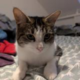 Foto del gato perdido en Quemeneven