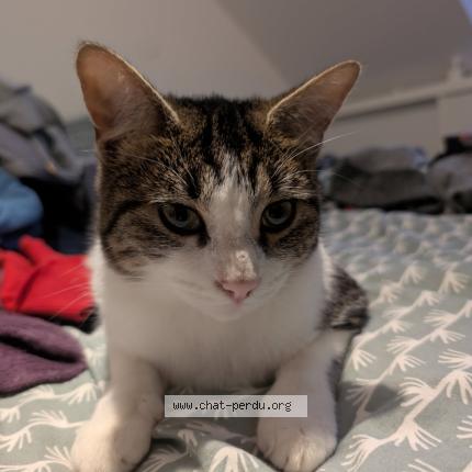 Foto 1/1 Plume Chat perdido en Quemeneven