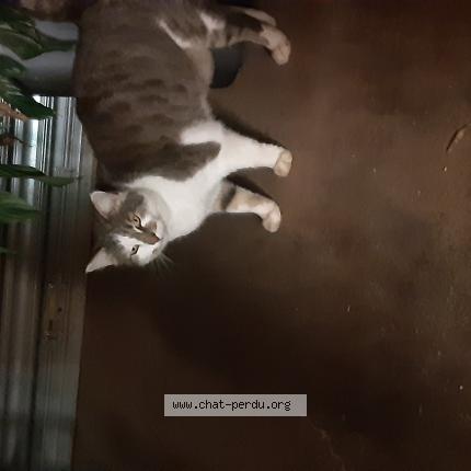 Foto 1/1 Gato encontrado Encontrado en Pessac