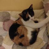 Foto del gato perdido en Quemeneven